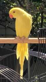 Lost Indian Ringneck Parakeet