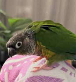Lost Conure