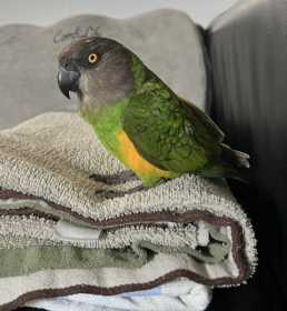 Lost Senegal