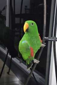 Lost Eclectus