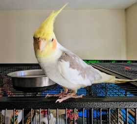 Lost Cockatiel