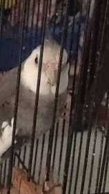 Lost Cockatiel