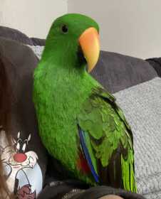 Lost Eclectus
