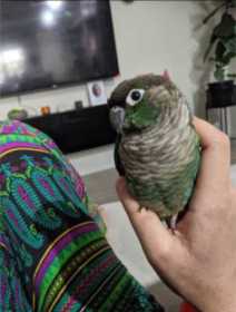 Lost Conure