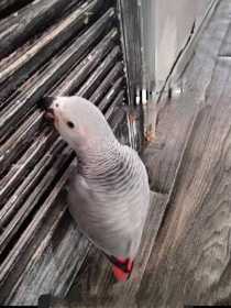 Lost African Grey