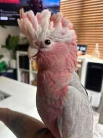 Lost Galah Cockatoo