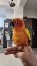 Lost Conure
