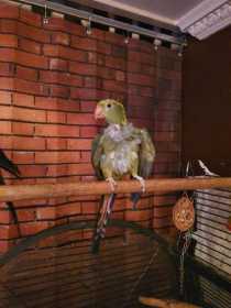 Lost Regent / Rock Pebbler