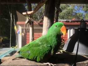 Lost Eclectus