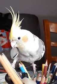 Lost Cockatiel