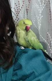 Lost Indian Ringneck Parakeet