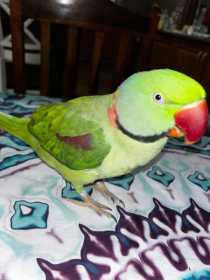 Lost Alexandrine