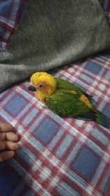 Lost Conure