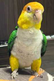 Lost Caique