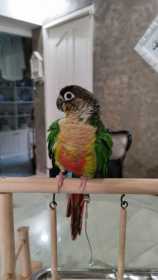 Lost Conure