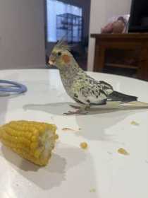 Lost Cockatiel