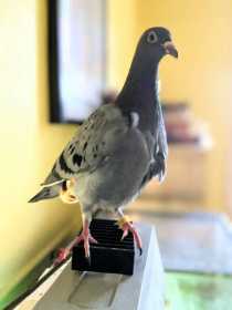 Lost Pigeon
