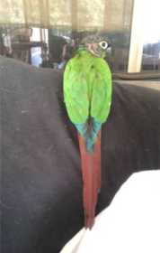 Lost Conure
