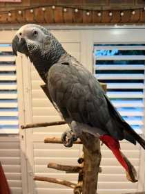 Lost African Grey