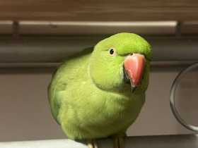 Lost Indian Ringneck Parakeet
