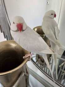 Lost Indian Ringneck Parakeet