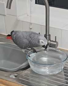 Lost African Grey