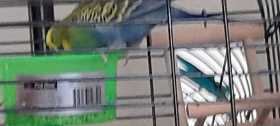 Lost Budgerigar