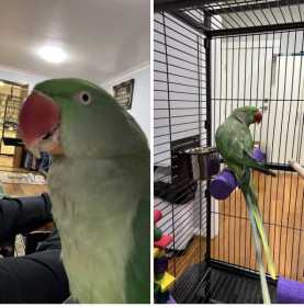 Lost Alexandrine