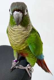 Lost Conure