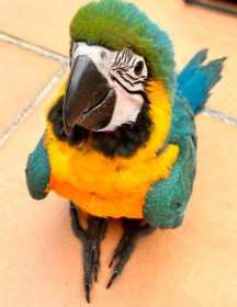 Lost Macaw