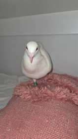 Lost Dove