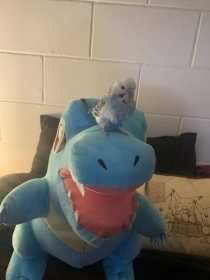 Lost Budgerigar
