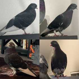 Lost Pigeon