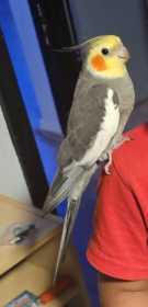 Lost Cockatiel