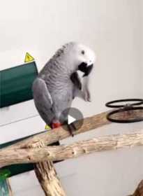 Lost African Grey