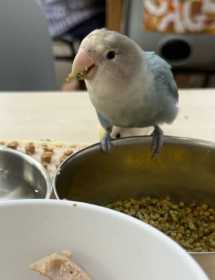 Lost Lovebird