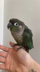 Lost Conure