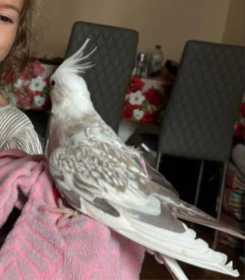 Lost Cockatiel