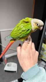 Lost Conure