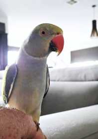 Lost Indian Ringneck Parakeet