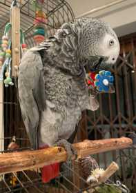 Lost African Grey