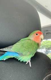 Lost Lovebird