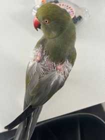 Lost Indian Ringneck Parakeet