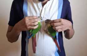 Lost Conure
