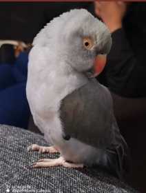 Lost Indian Ringneck Parakeet