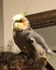Lost Cockatiel