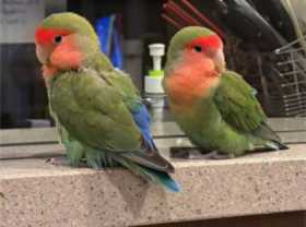 Lost Lovebird