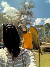 Lost Macaw