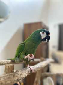 Lost Macaw