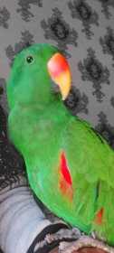 Lost Eclectus